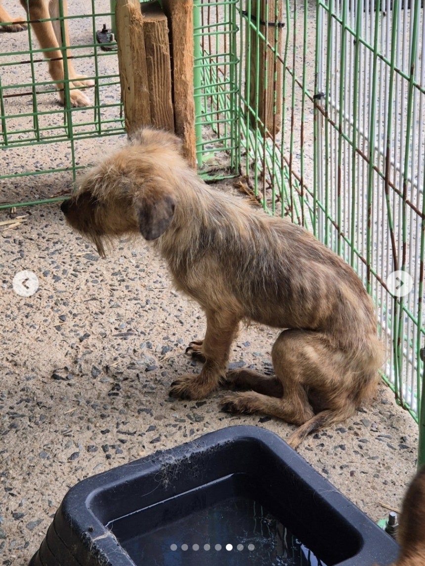 ▲'유엄빠' 인스타그램 계정에 올라온 장흥군 동물보호센터 내부 사진 ('유엄빠' 인스타그램 캡처)