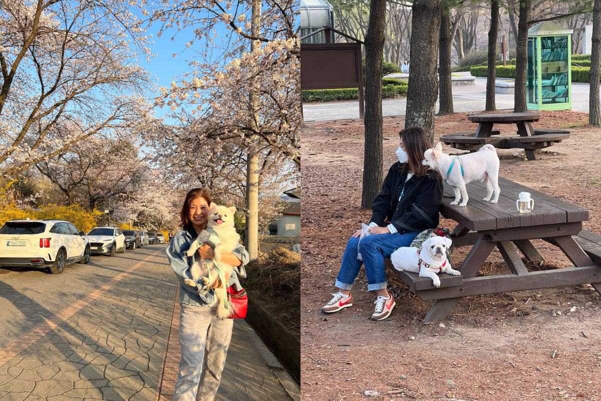 ▲반려견들과 시간을 보내는 민기엄마의 모습. 오른쪽 사진 아래의 예담이는 먼저 세상을 떠나고 민기만 남았다. (본인 제공)