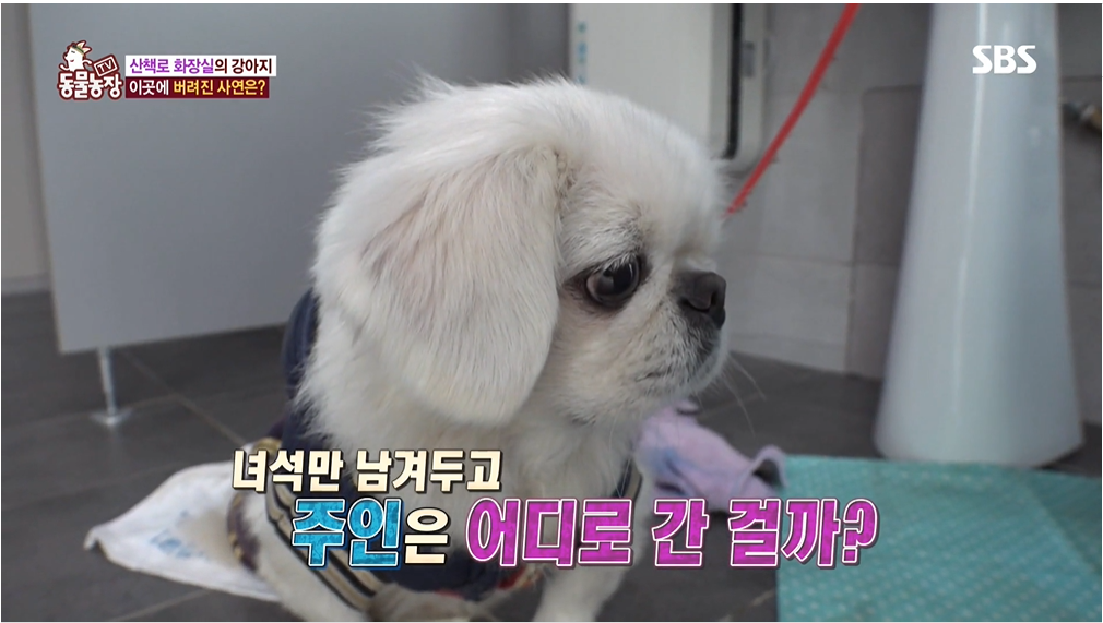 (SBS 동물농장 화면 갈무리)