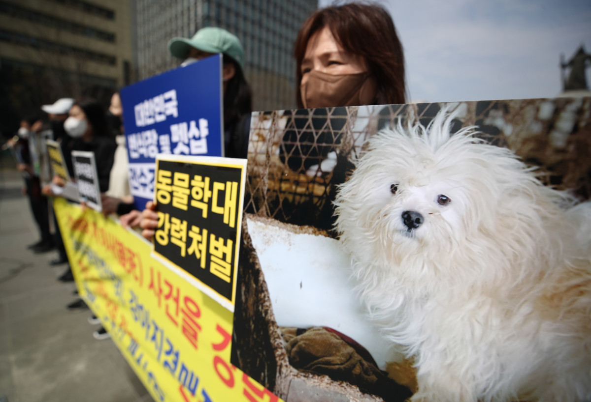 ▲한국동물보호연합 관계자 등이 2023년 33월 23일 서울 종로구 광화문광장에서 국제 강아지의 날을 맞아 양평 개 1,200여마리 아사 사건 규탄, 강아지 공장 폐쇄 촉구 기자회견을 하고 있다. (뉴시스)