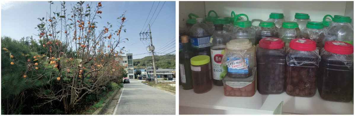 ▲(왼쪽) 감나무에 주렁주렁 열린 감.  (오른쪽) 이런저런 과일들로 담근 술들.(인희 이화여자대학교 사회학과 명예교수)
