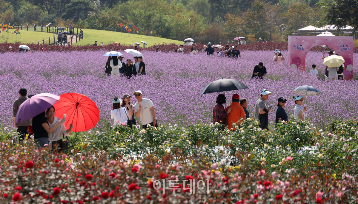 ▲추석 연휴 마지막 날인 27일 경기도 양주시 나리공원을 찾은 나들이객들이 만개한 가을꽃을 감상하며 가을 정취를 만끽하고 있다. ‘천일홍에 물드는 양주의 가을’을 주제로 열리는 ‘2026 양주 천일홍 가을 페스타’는 내달 18일까지 이어지며, 가을꽃이 만개하는 시기에 맞춰 주말과 공휴일을 중심으로 다양한 문화예술 공연과 체험, 마켓 등을 선보인다. 고이란 기자 photoeran@