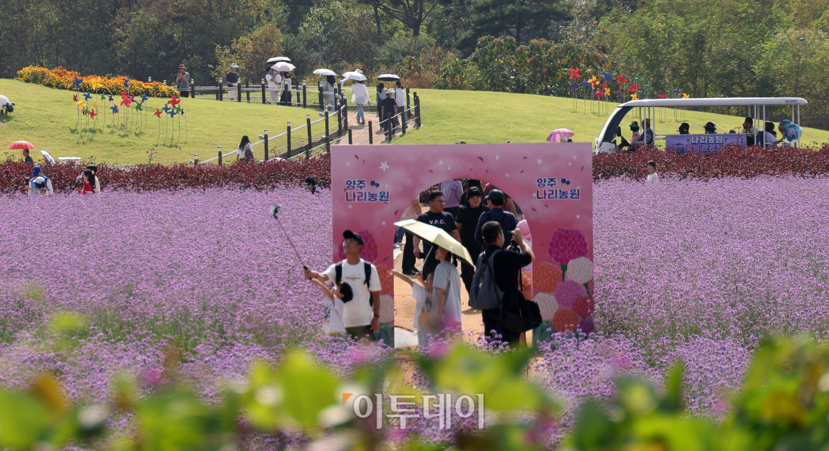 ▲추석 연휴 마지막 날인 27일 경기도 양주시 나리공원을 찾은 나들이객들이 만개한 가을꽃을 감상하며 가을 정취를 만끽하고 있다. ‘천일홍에 물드는 양주의 가을’을 주제로 열리는 ‘2026 양주 천일홍 가을 페스타’는 내달 18일까지 이어지며, 가을꽃이 만개하는 시기에 맞춰 주말과 공휴일을 중심으로 다양한 문화예술 공연과 체험, 마켓 등을 선보인다. 고이란 기자 photoeran@
