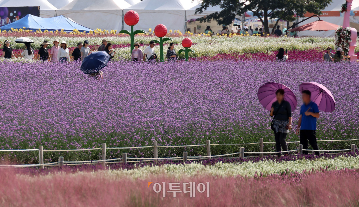 ▲추석 연휴 마지막 날인 27일 경기도 양주시 나리공원을 찾은 나들이객들이 만개한 가을꽃을 감상하며 가을 정취를 만끽하고 있다. ‘천일홍에 물드는 양주의 가을’을 주제로 열리는 ‘2026 양주 천일홍 가을 페스타’는 내달 18일까지 이어지며, 가을꽃이 만개하는 시기에 맞춰 주말과 공휴일을 중심으로 다양한 문화예술 공연과 체험, 마켓 등을 선보인다. 고이란 기자 photoeran@