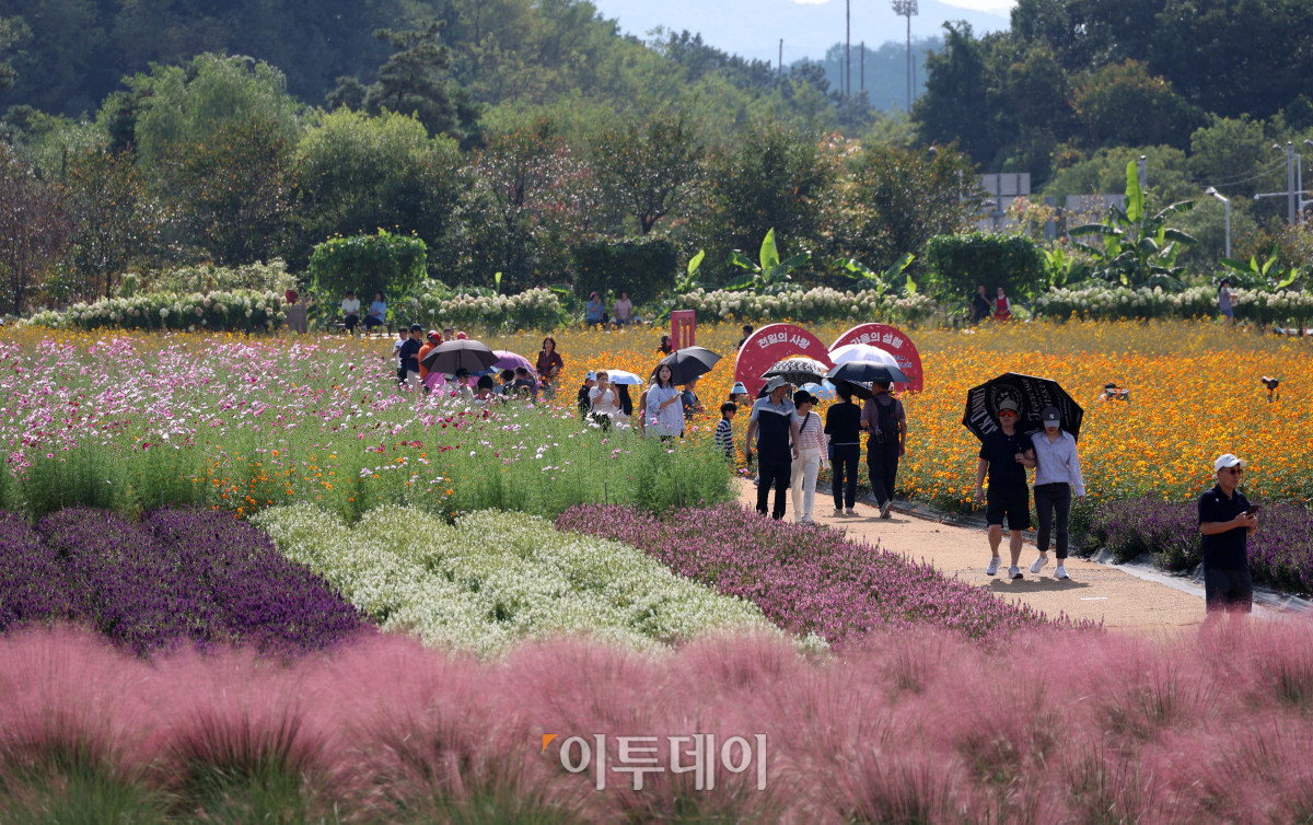 ▲추석 연휴 마지막 날인 27일 경기도 양주시 나리공원을 찾은 나들이객들이 만개한 가을꽃을 감상하며 가을 정취를 만끽하고 있다. ‘천일홍에 물드는 양주의 가을’을 주제로 열리는 ‘2026 양주 천일홍 가을 페스타’는 내달 18일까지 이어지며, 가을꽃이 만개하는 시기에 맞춰 주말과 공휴일을 중심으로 다양한 문화예술 공연과 체험, 마켓 등을 선보인다. 고이란 기자 photoeran@