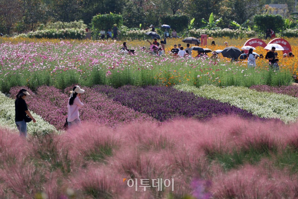 ▲추석 연휴 마지막 날인 27일 경기도 양주시 나리공원을 찾은 나들이객들이 만개한 가을꽃을 감상하며 가을 정취를 만끽하고 있다. ‘천일홍에 물드는 양주의 가을’을 주제로 열리는 ‘2026 양주 천일홍 가을 페스타’는 내달 18일까지 이어지며, 가을꽃이 만개하는 시기에 맞춰 주말과 공휴일을 중심으로 다양한 문화예술 공연과 체험, 마켓 등을 선보인다. 고이란 기자 photoeran@