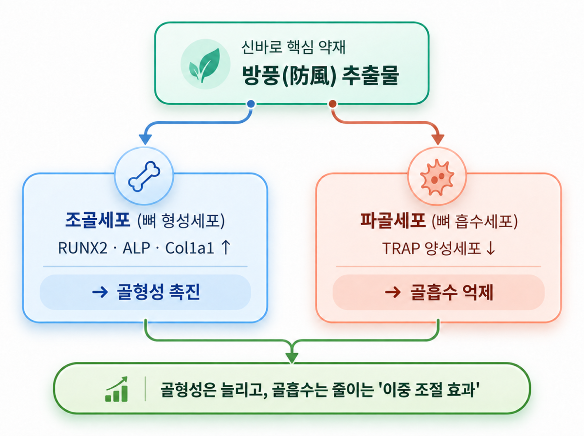 ▲뼈를 만드는 조골세포의 활성은 촉진하고 뼈를 흡수하는 파골세포의 활성은 억제하는 방풍의 이중 조절 기전(자생한방병원)