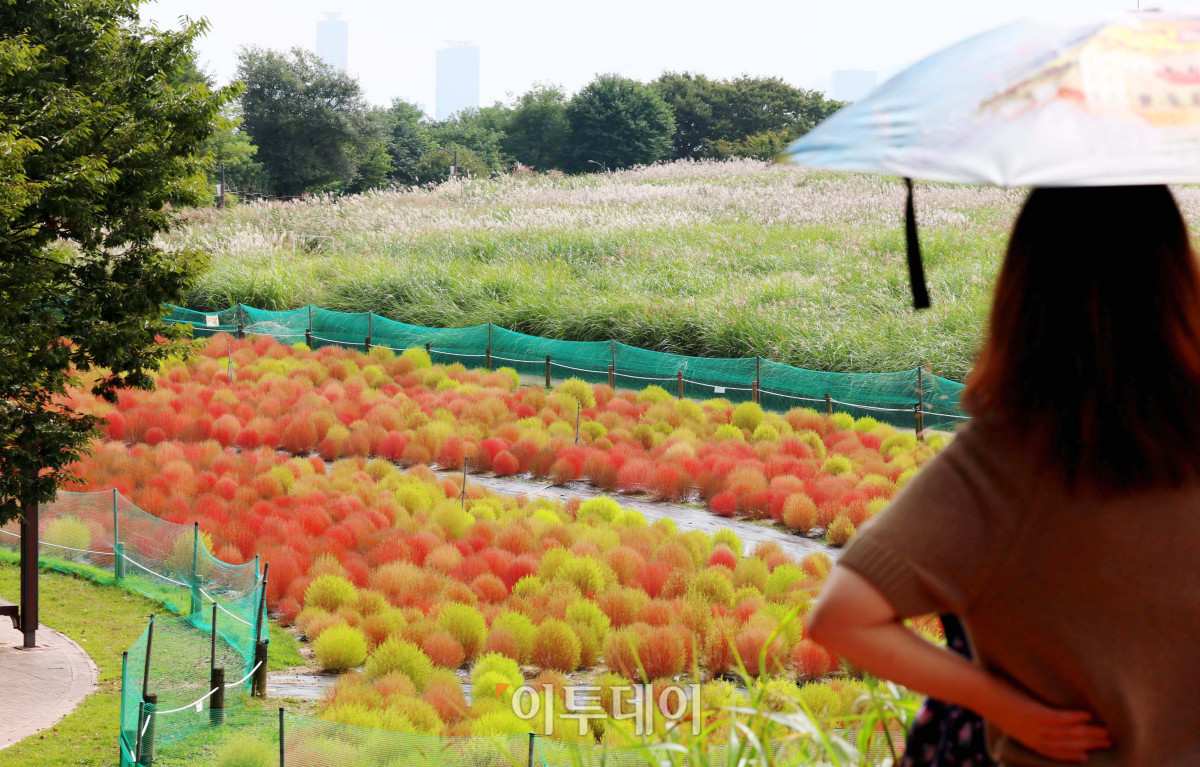 ▲서울 마포구 하늘공원의 댑싸리가 붉게 물들어가며 깊어가는 가을의 정취를 전하고 있다. (신태현 기자 holjjak@)