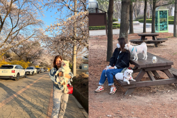 ▲반려견들과 시간을 보내는 민기엄마의 모습. 오른쪽 사진 아래의 예담이는 먼저 세상을 떠나고 민기만 남았다.  (본인 제공)