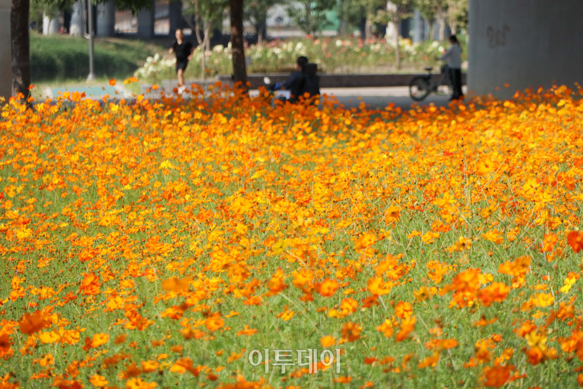 ▲지난달 25일 서울 안양천변에 피어난 황화코스모스가 가을이 깊어감을 알리고 있다. (신태현 기자 holjjak@)