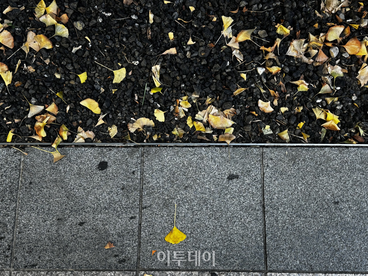 ▲6일 날씨가 쌀쌀해지며 서울의 한 가로변에 은행잎이 떨어져 있다. 기상청에 따르면 이달말에서 11월 사이가 올해 단풍 절정기로 예상된다. 김가영 기자 gozero@