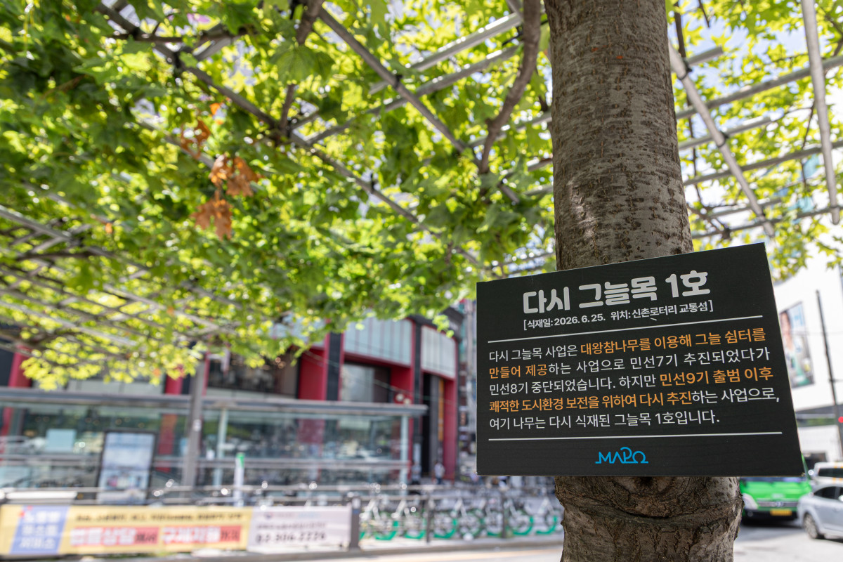 ▲서울특별시 마포구가 올해 6월 25일 신촌로터리 교통섬에 대왕참나무를 식재한 뒤 지정한 ‘다시 그늘목 1호’ (사진 제공 = 서울 마포구)