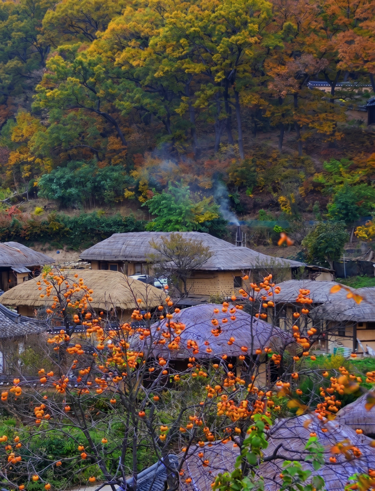 ▲경주 양동마을 초가지붕 곁 감나무 모습 (경북문화관광공사)