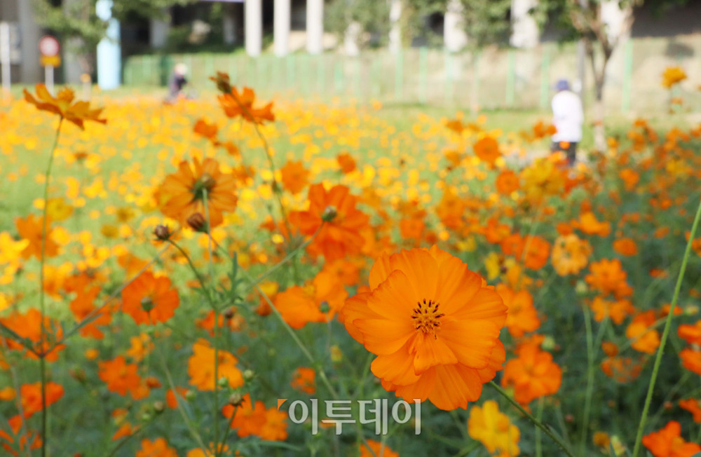 ▲서울 안양천변에 피어난 황화코스모스가 가을이 깊어감을 알리고 있다. (이투데이DB)