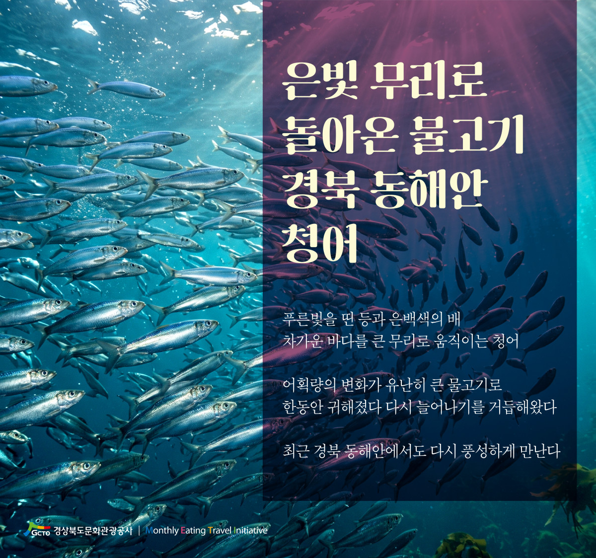 ▲동해안 청어(카드뉴스) (경북문화관광공사)