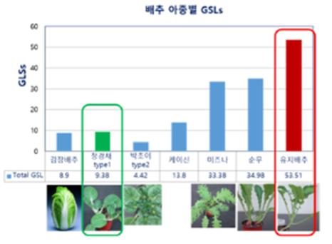 ▲배추 아종별 글루코시레이트 함량 (자료제공=농촌진흥청)