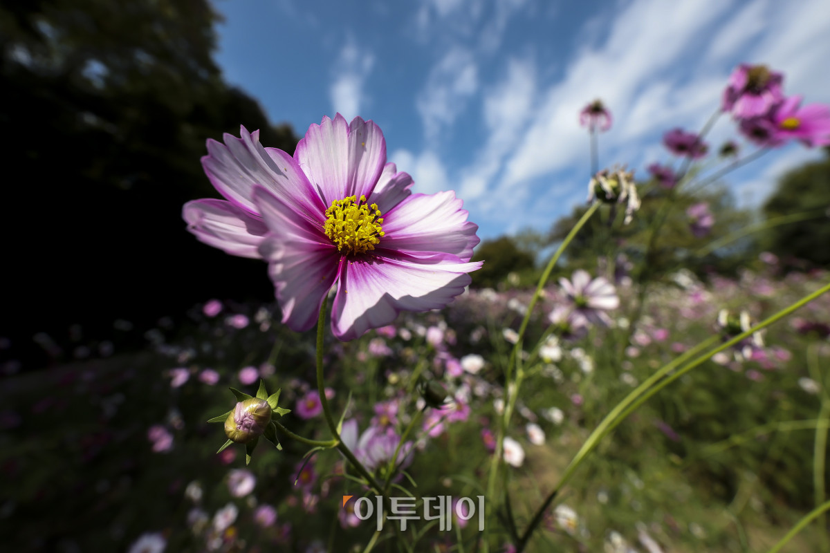 ▲완연한 가을 날씨가 이어지고 있는 11일 오전 서울 송파구 올림픽공원 들꽃마루에 코스모스가 만개해 있다. 이날 기상청은 쾌청한 가을 날씨가 이어지겠지만 일부 중부 내륙 지역에는 소나기가 지나갈 것으로 예보했다. 고성준 기자 joonko1@