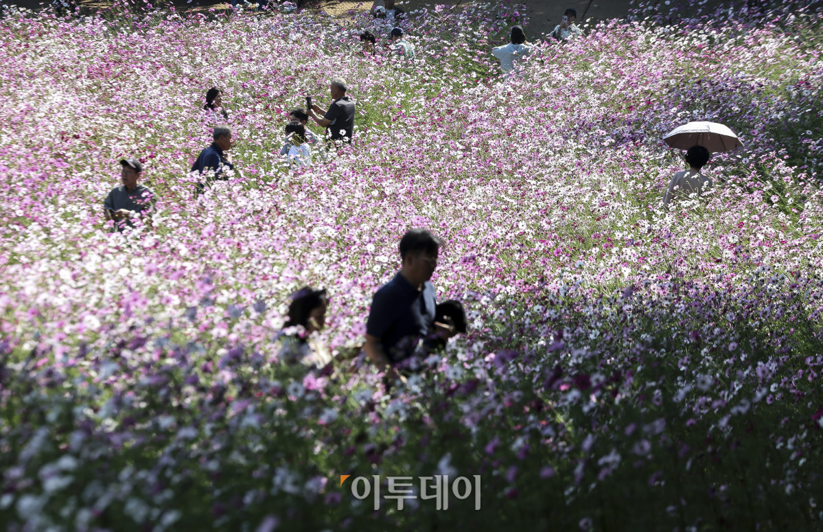 ▲완연한 가을 날씨가 이어지고 있는 11일 오전 서울 송파구 올림픽공원 들꽃마루를 찾은 시민들이 만개한 코스모스와 함께 즐거운 시간을 보내고 있다. 이날 기상청은 쾌청한 가을 날씨가 이어지겠지만 일부 중부 내륙 지역에는 소나기가 지나갈 것으로 예보했다. 고성준 기자 joonko1@