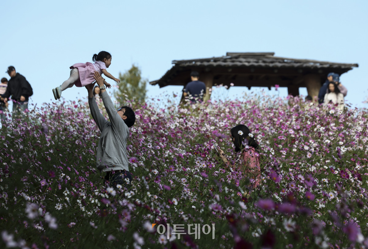 ▲완연한 가을 날씨가 이어지고 있는 11일 오전 서울 송파구 올림픽공원 들꽃마루를 찾은 시민들이 만개한 코스모스와 함께 즐거운 시간을 보내고 있다. 이날 기상청은 쾌청한 가을 날씨가 이어지겠지만 일부 중부 내륙 지역에는 소나기가 지나갈 것으로 예보했다. 고성준 기자 joonko1@