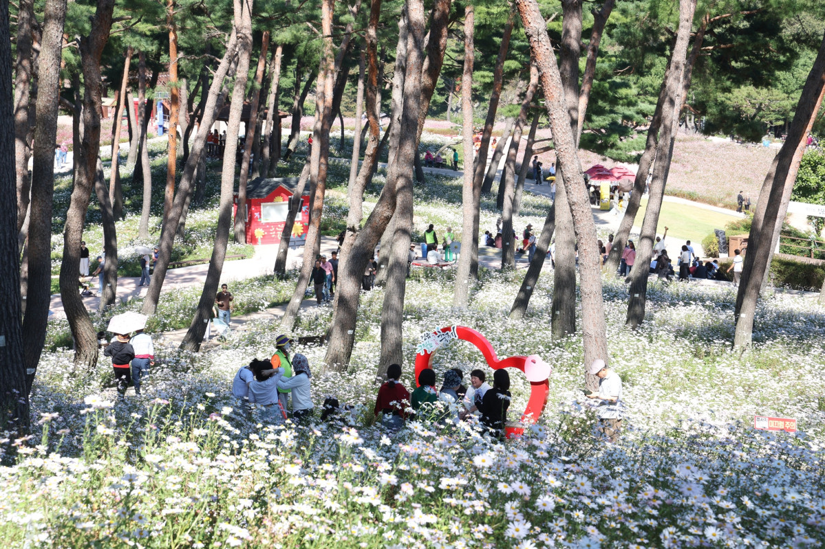 ▲정읍 구절초 지방정원을 찾은 관광객들이 소나무 숲 아래 펼쳐진 구절초 꽃밭을 거닐며 가을 정취를 즐기고 있다. (사진제공=정읍시)