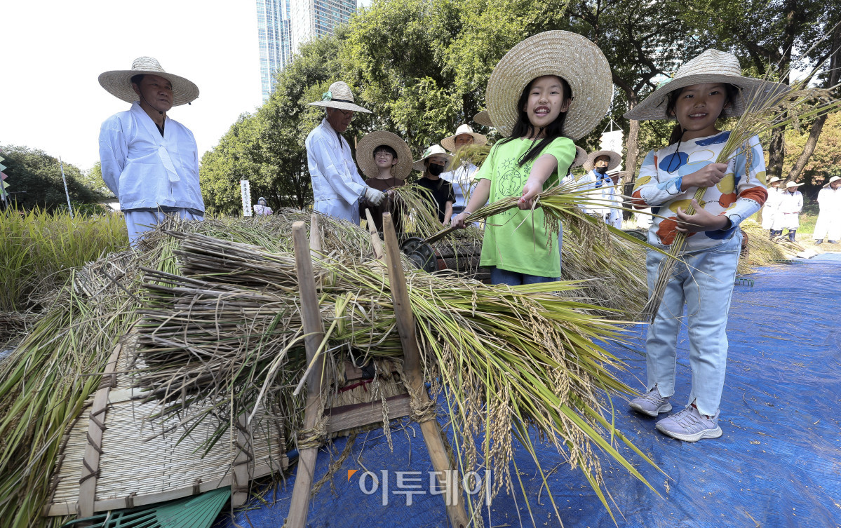 ▲완연한 가을 날씨를 보이고 있는 15일 서울 강남구 양재천 벼농사 학습장을 찾은 어린이들이 벼 베기 체험을 하고 있다. 이날 강남구청은 구민과 어린이 등 200여명이 참여하는 '양재천 가을맞이 벼 베기 체험 행사'를 진행했다. 행사에 참여한 어린이들은 낫을 들고 벼를 베고 탈곡, 볏짚 묶기 등 벼농사 과정을 체험했다. 고성준 기자 joonko1@
