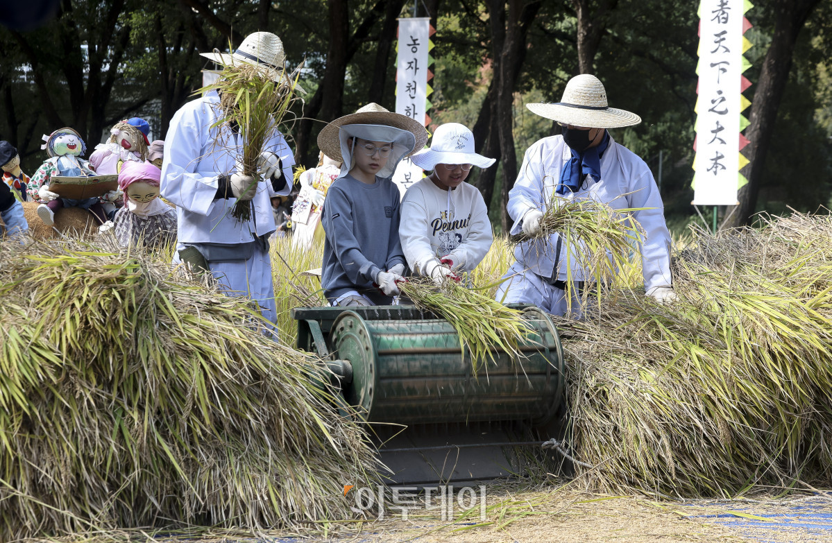▲완연한 가을 날씨를 보이고 있는 15일 서울 강남구 양재천 벼농사 학습장을 찾은 어린이들이 벼 베기 체험을 하고 있다. 이날 강남구청은 구민과 어린이 등 200여명이 참여하는 '양재천 가을맞이 벼 베기 체험 행사'를 진행했다. 행사에 참여한 어린이들은 낫을 들고 벼를 베고 탈곡, 볏짚 묶기 등 벼농사 과정을 체험했다. 고성준 기자 joonko1@