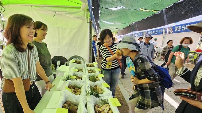 ▲봉화읍 내성천변에 설치된 송이축제 부스에서 관광객이 송이 향을 맡아보고 있다. (봉화군)