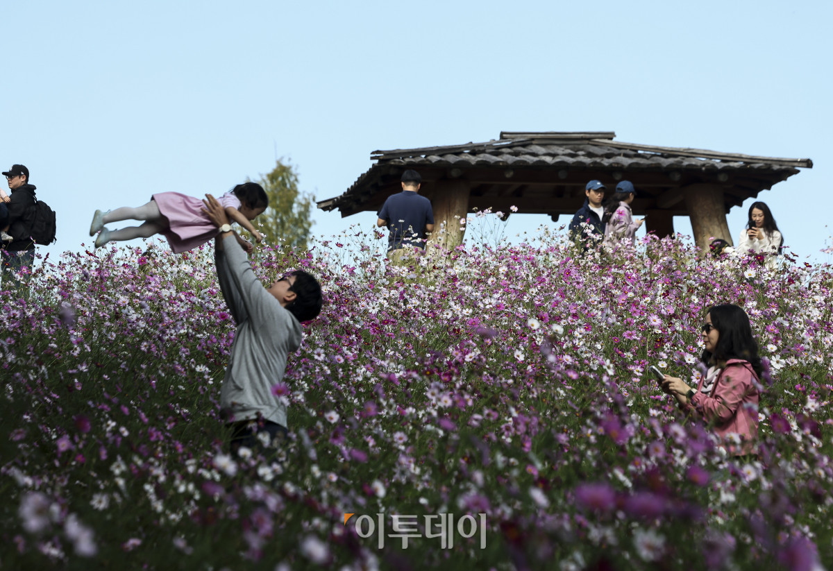 ▲완연한 가을 날씨가 이어지고 있는 11일 오전 서울 송파구 올림픽공원 들꽃마루를 찾은 시민들이 만개한 코스모스와 함께 즐거운 시간을 보내고 있다. (고성준 기자 joonko1@)