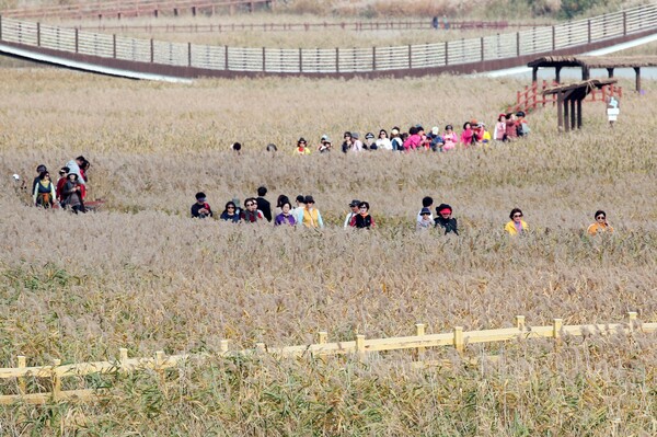 ▲전남광주특별시 강진군의 강진만 갈대축제. (강진군)