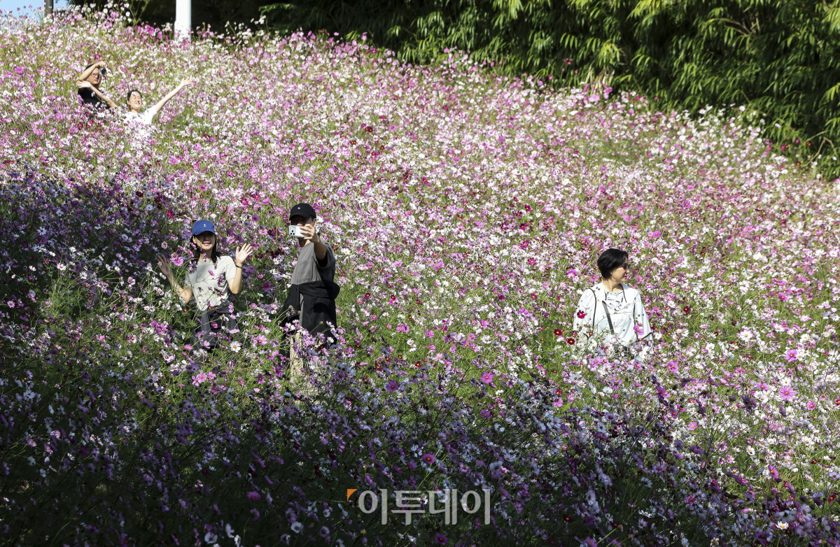 ▲완연한 가을 날씨가 이어지고 있는 11일 오전 서울 송파구 올림픽공원 들꽃마루를 찾은 시민들이 만개한 코스모스와 함께 즐거운 시간을 보내고 있다. (고성준 기자 joonko1@)