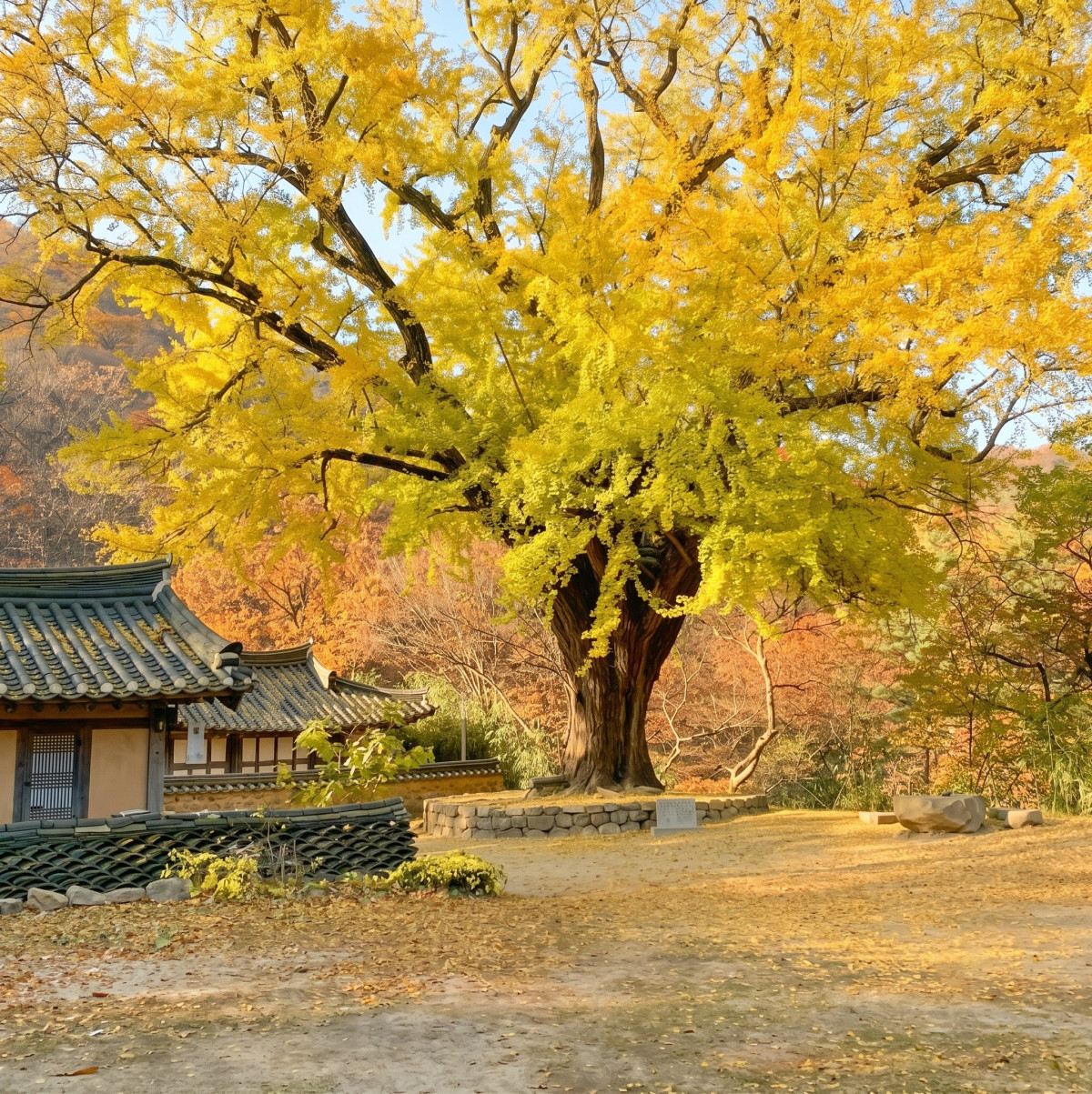 ▲경주 운곡서원 은행나무 (경북문화관광공사)