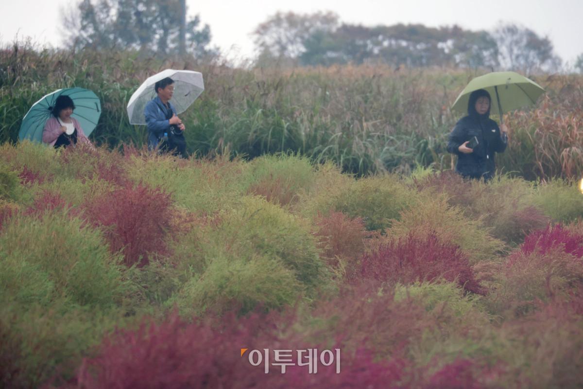 ▲서울억새축제 개막 후 첫 주말인 18일 서울 마포구 하늘공원에 비가 내리고 있다. 고이란 기자 photoeran@