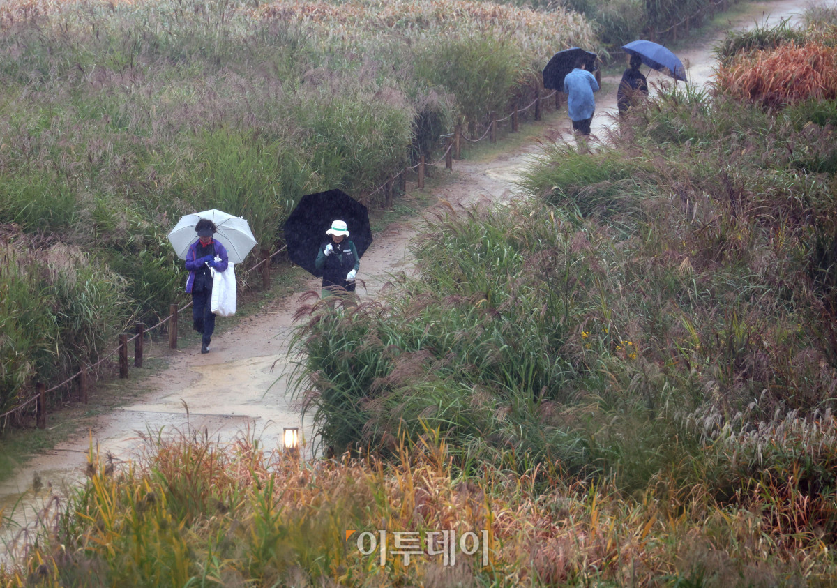 ▲서울억새축제 개막 후 첫 주말인 18일 서울 마포구 하늘공원에 비가 내리고 있다. 고이란 기자 photoeran@