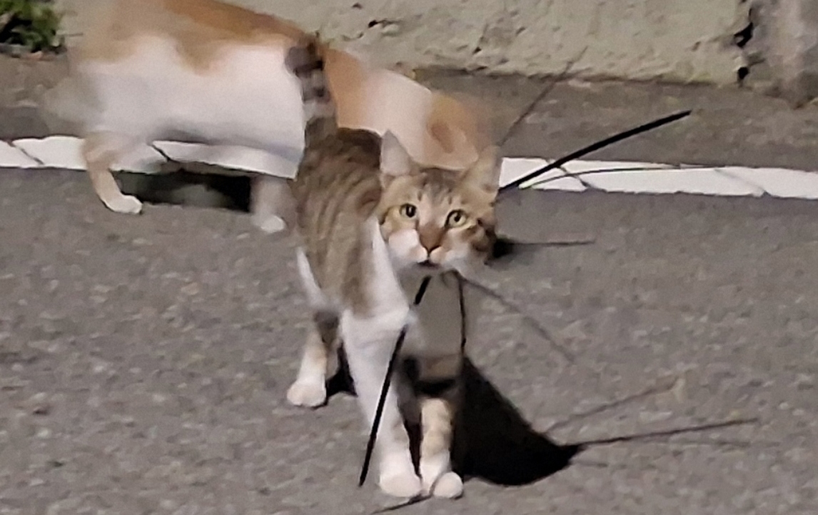 ▲전남광주 여수시 케이블타이에 목이 조여진 채 발견된 고양이 모습이다. (전국길고양이보호단체연합)