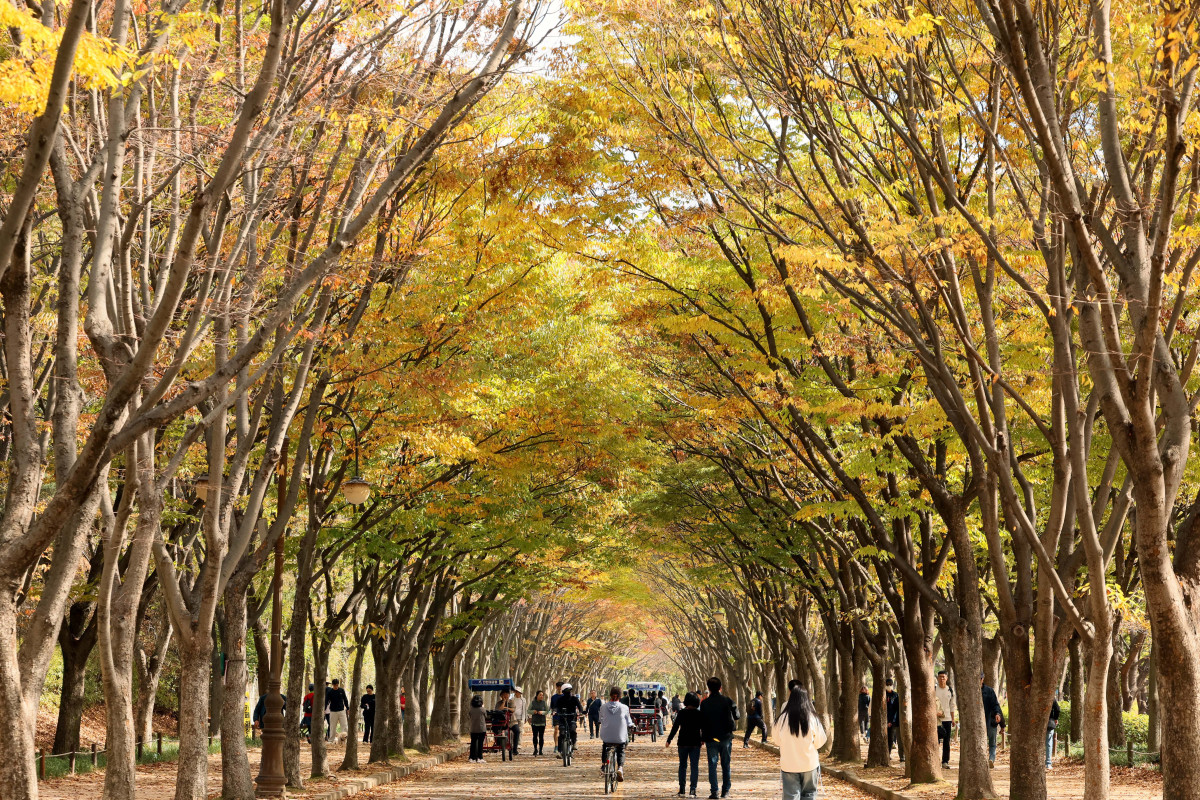 ▲완연한 가을 날씨를 보인 25일 인천 남동구 인천대공원에 울긋불긋 물든 단풍이 깊어가는 계절의 정취를 전하고 있다. 신태현 기자 holjjak@