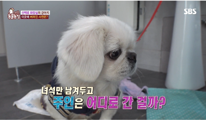 '더는 못 키워…' 반려견은 어디로 갈까