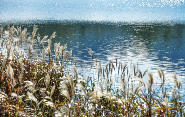 크고 넓은 한밭, 숲을 걸으며 위로받다