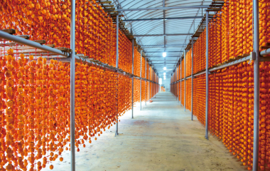 곶감 말고도 할 이야기가 많아, 상주의 가을