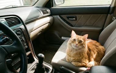 “고양이를 부탁해” 고령자 위한 토요타의 실험