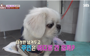 '더는 못 키워…' 반려견은 어디로 갈까